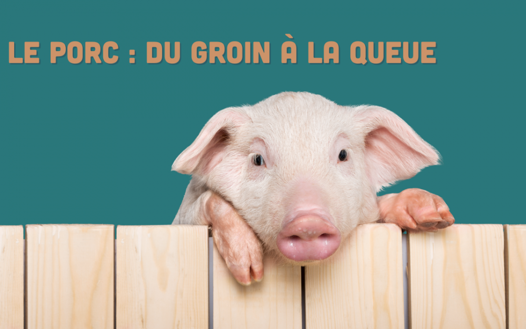 Le porc du groin à la queue