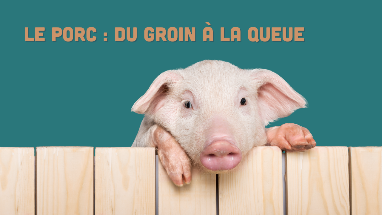 Le porc du groin à la queue