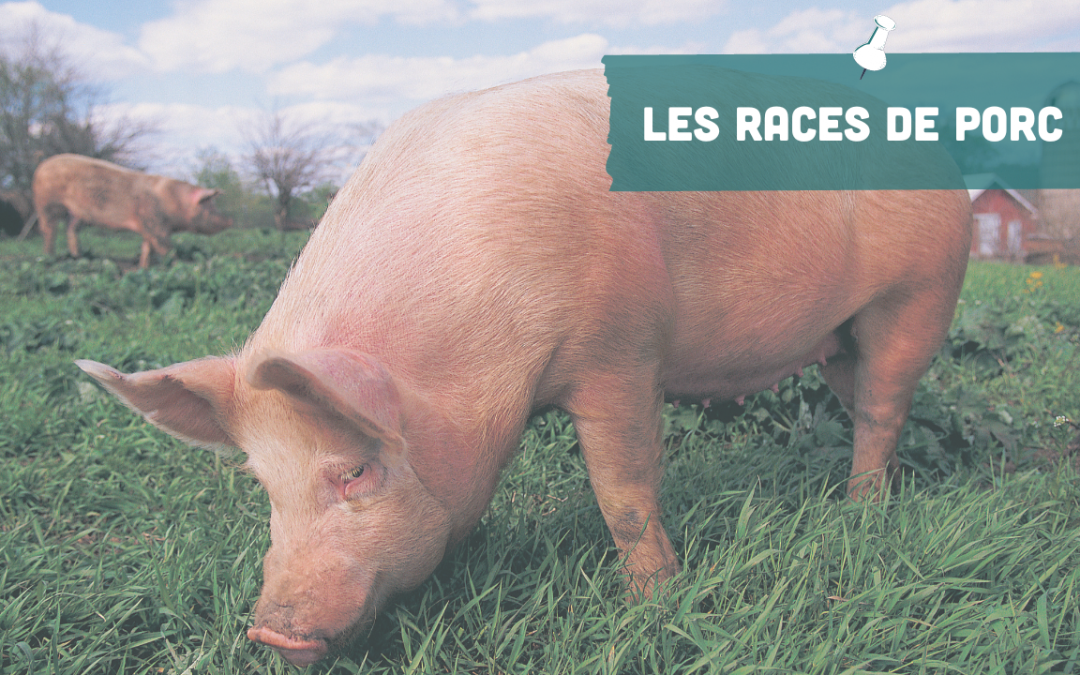 Les races de porc